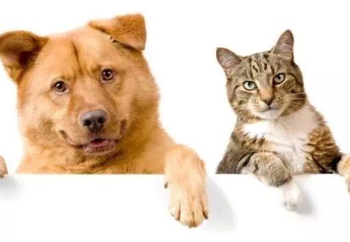 中国「ペット経済」がAIで進化中　医療・健康管理・迷子対策までスマート化