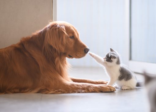 中国ペットフード市場が拡大中。直近4年の年平均成長率7.4％、キャットフードがけん引