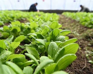 「母国の味」に執念深い中国人、世界のどこに行っても野菜を育てる⋯月面での栽培も視野に