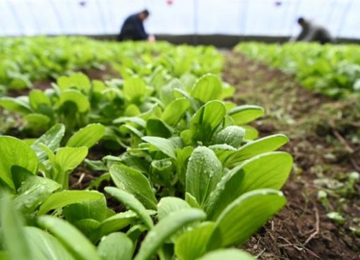 「母国の味」に執念深い中国人、世界のどこに行っても野菜を育てる⋯月面での栽培も視野に