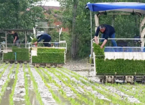 中国、豊作を支える「スマート田植え」　手作業よりも収量も10％増