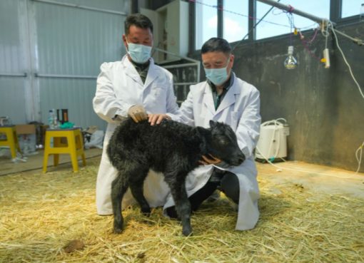 中国・チベット自治区で初のクローンヤク誕生　浙江大学などが成功