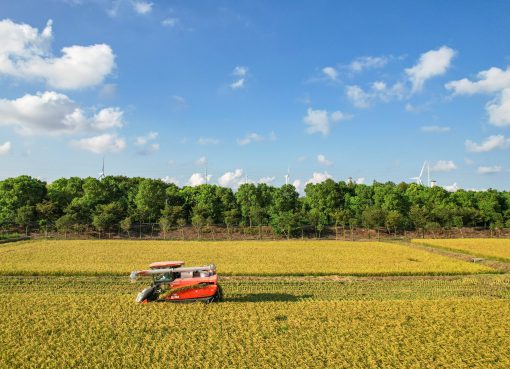 中国の都市型農業を支える日本の知見　上海・崇明島で広がる“日中稲作の懸け橋”