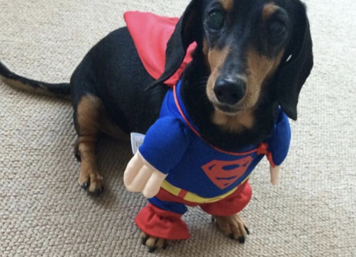 中国ペット市場が急拡大　若者けん引、衣類や玩具が人気