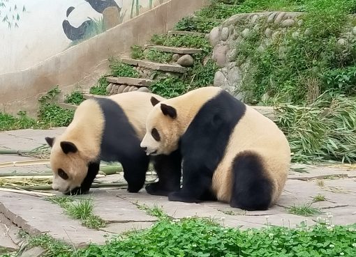 契約書を求めたら取引終了に、中国巨大企業との7カ月にわたる攻防記【日本人フリーランス vs 中国企業①】