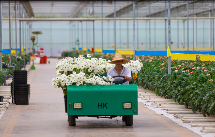中国・雲南の菊が日韓市場を席巻。530ヘクタールの巨大温室から世界へ